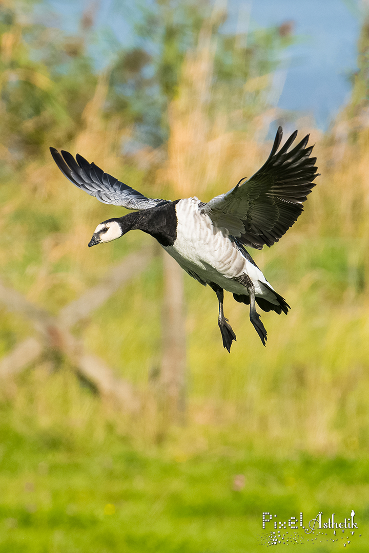 Weißwangengans im Landeanflug