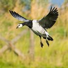 Weißwangengans im Landeanflug