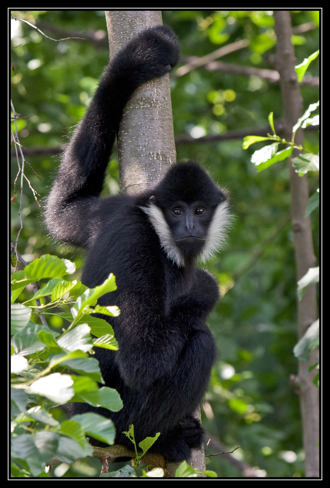 Weißwangengibbon