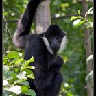 Weißwangengibbon