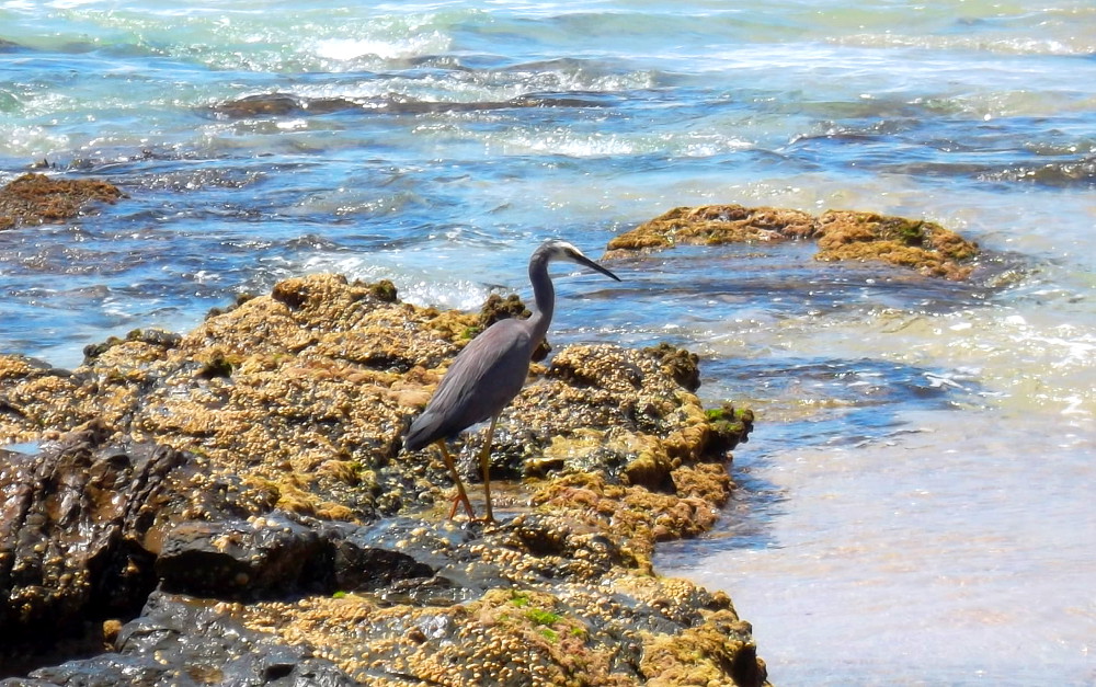 Weißwangenreiher (Egretta novaehollandiae) am Rennies Beach in Ulladulla