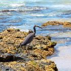 Weißwangenreiher (Egretta novaehollandiae) am Rennies Beach in Ulladulla