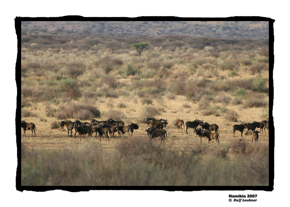 ''Weisswedel-Gnus auf der Piste'' farbig --- Namibia 2007 #005