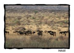 ''Weisswedel-Gnus auf der Piste'' farbig --- Namibia 2007 #005