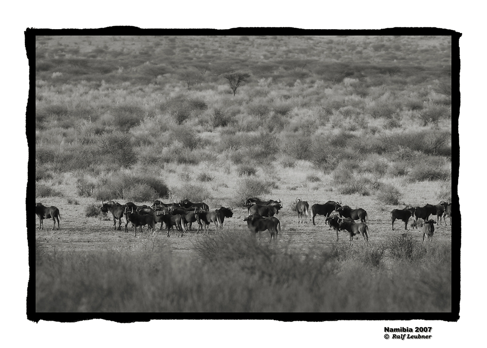 ''Weisswedel-Gnus auf der Piste'' s/w --- Namibia 2007 #004