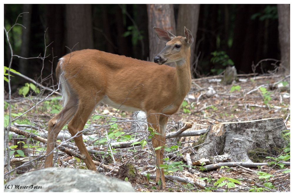 Weisswedelhirsch (Deer)