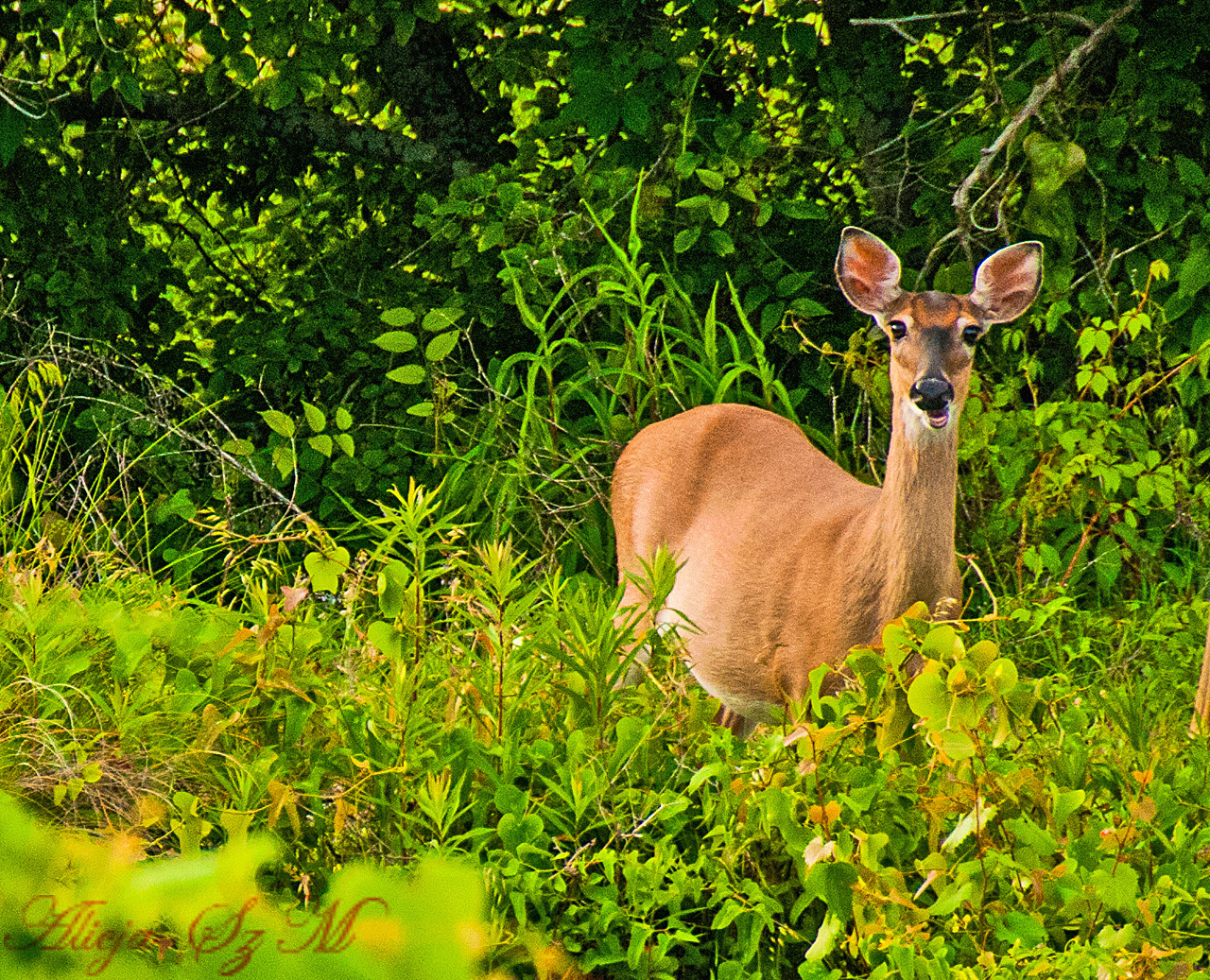  Weißwedelhirsch (Odocoileus virginianus)