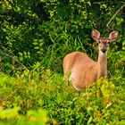  Weißwedelhirsch (Odocoileus virginianus)