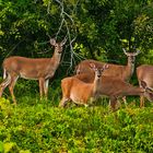  Weißwedelhirsch (Odocoileus virginianus)