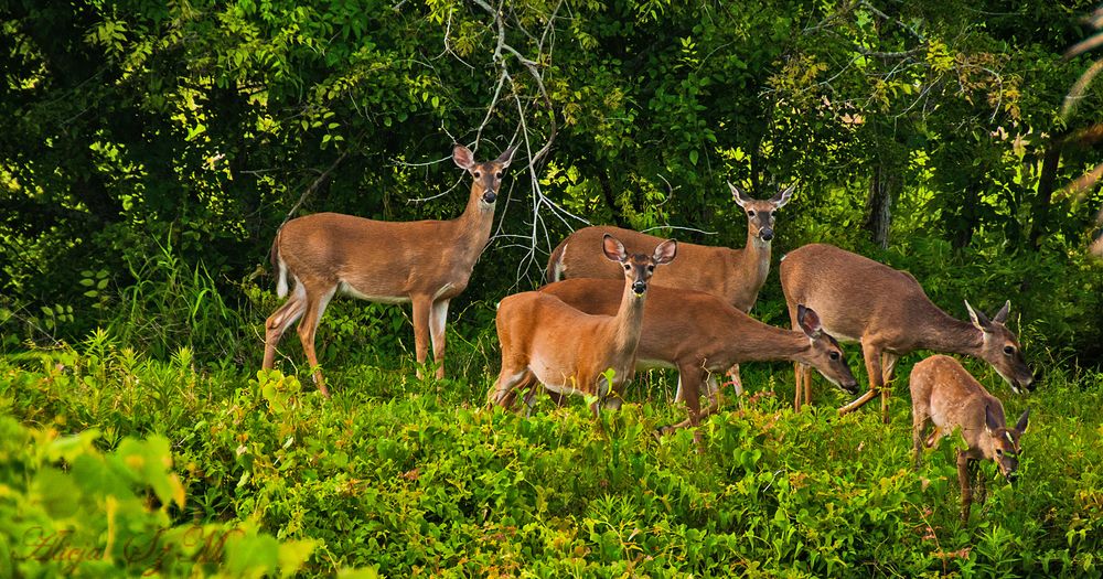  Weißwedelhirsch (Odocoileus virginianus)