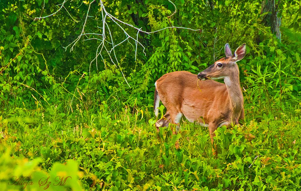  Weißwedelhirsch (Odocoileus virginianus)