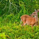  Weißwedelhirsch (Odocoileus virginianus)