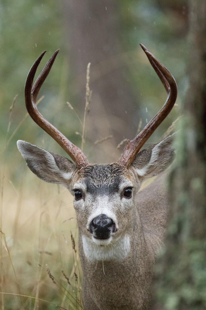 Weißwedelhirsch-Portrait in freier Wildbahn