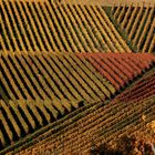 Weisswein, Rotwein oder Rosé