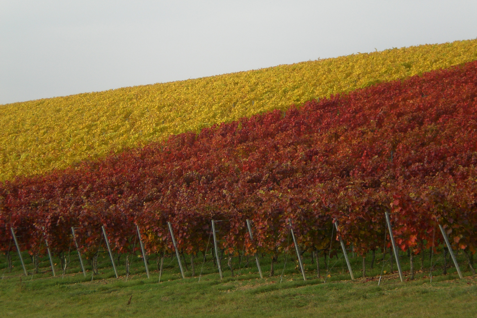 Weisswein und Rotwein