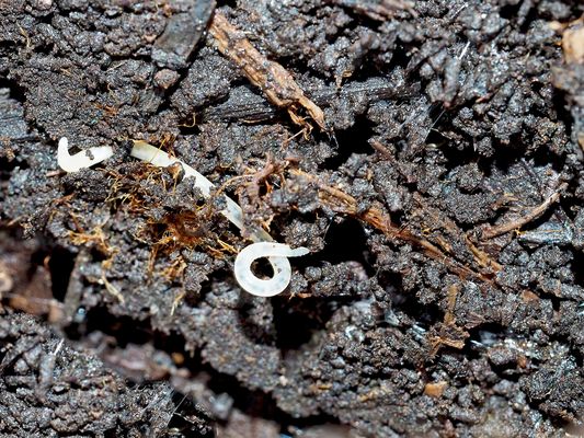 Weisswürmer im Verborgenen – Ein Blick auf die Familie der Enchyträen