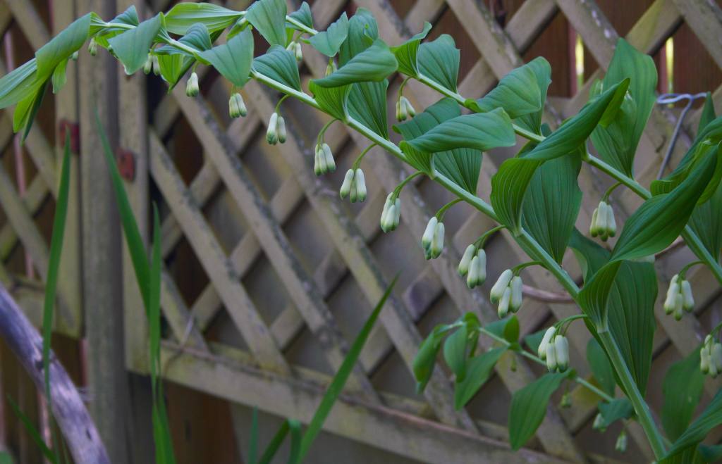 Weisswurz_100_9633_Polygonatum multiflorum