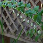 Weisswurz_100_9633_Polygonatum multiflorum