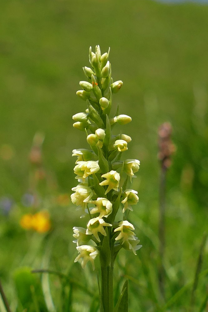 Weißzüngel (Pseudoorchis albida) ??