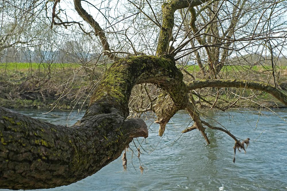 Weit ausladender moosbesetzter Ast eines Baumes an der Ruhr bei Schwerte