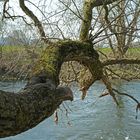 Weit ausladender moosbesetzter Ast eines Baumes an der Ruhr bei Schwerte