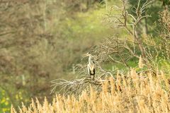 Weit entfernt sass der Reiher auf seinem Nest