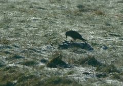 Weit entfernte: Falke (?) beim Mittagsmahl