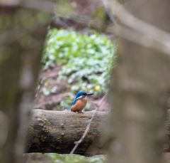 Weit entfernter Eisvogel