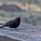 Weit fliegen sie nicht weg...