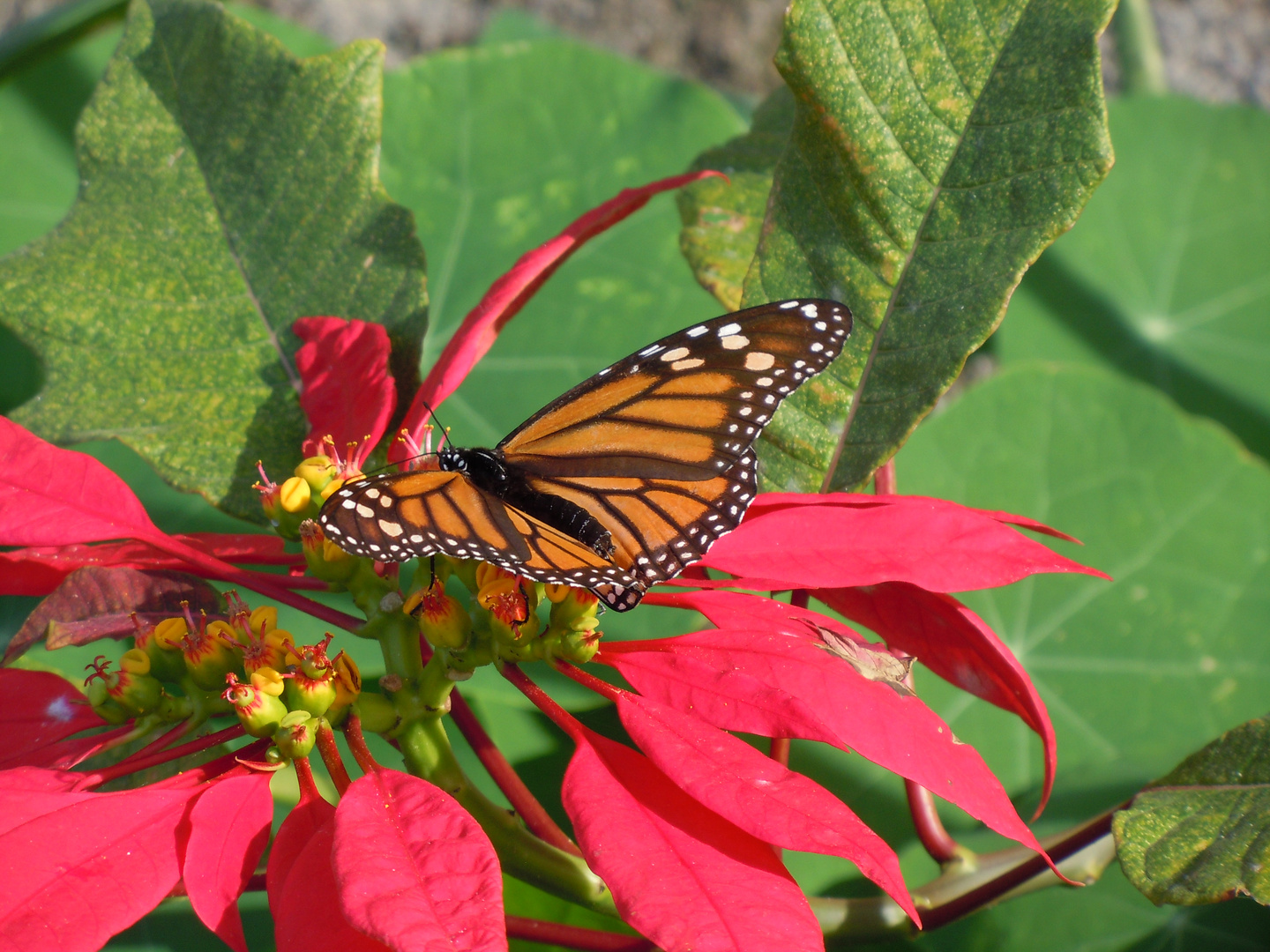 Weit geflogen (Monarch-Falter)