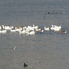 Weit genug auf dem Wasser kommen sie auf keinen Fall als Martinsgans auf den Tisch