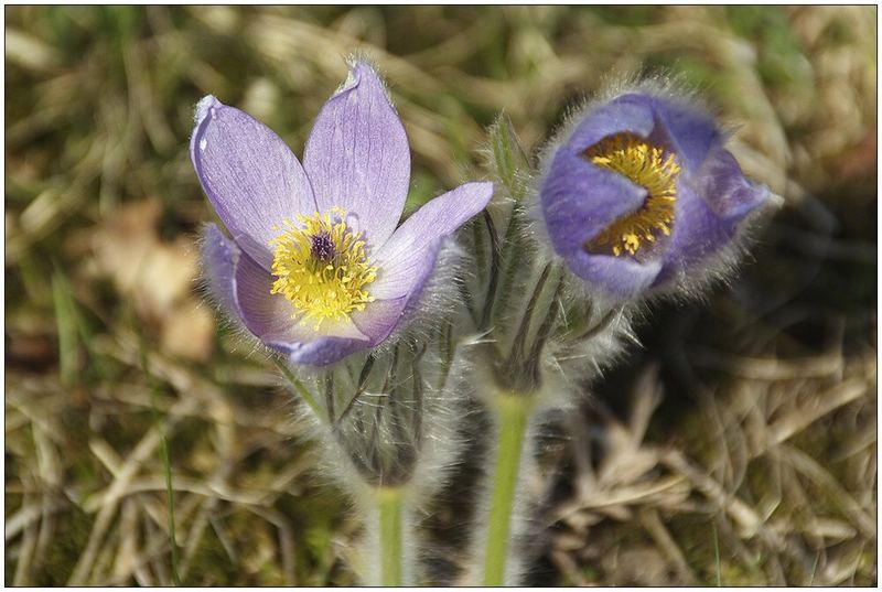 Weit geöffnet für den Frühling!