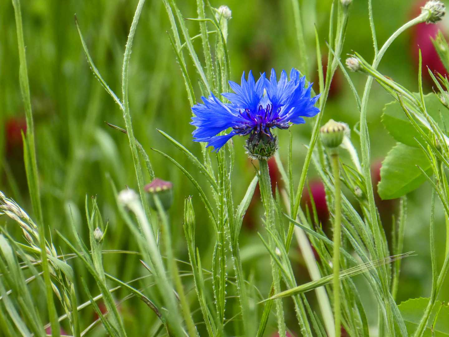 WEIT HINTEN IM FELD......