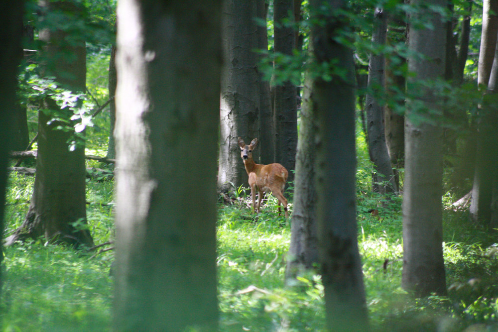 Weit im Wald ein Reh