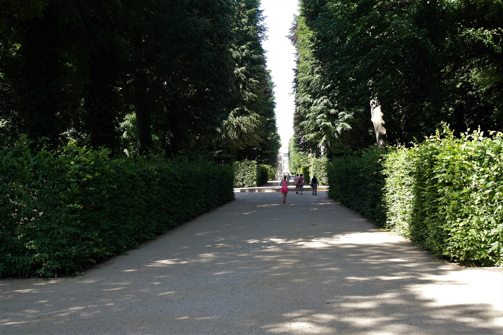 bäume an der fahrrad weg in potsdam