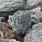 Weit oberhalb des Mattmarkstausees im Wallis etwa im 2400m Bereich ...