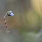 Weit und breit ,ein  einziges Leberblümchen