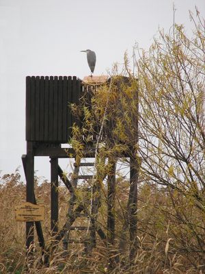 Weit und breit kein Ornithologe zu sehen ...