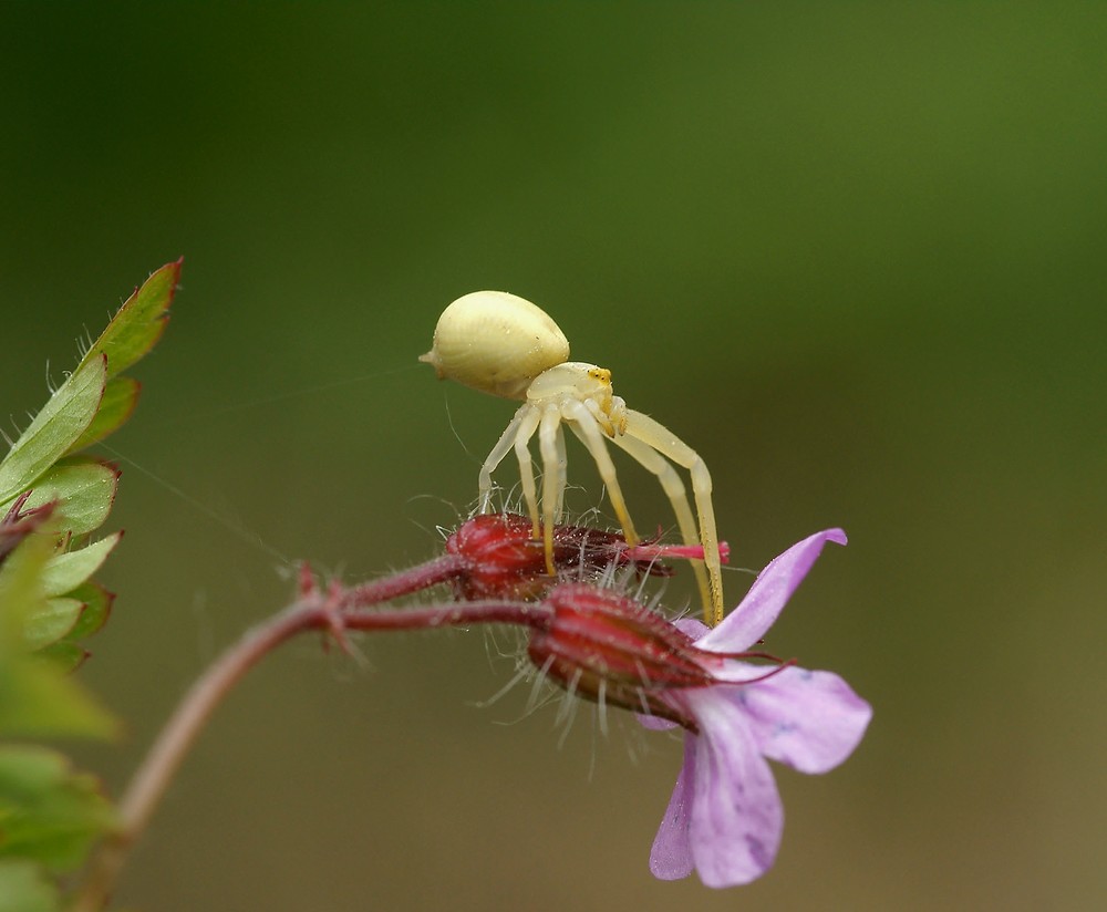 Weit und breit war keine gelbe Blüte zu sehen...