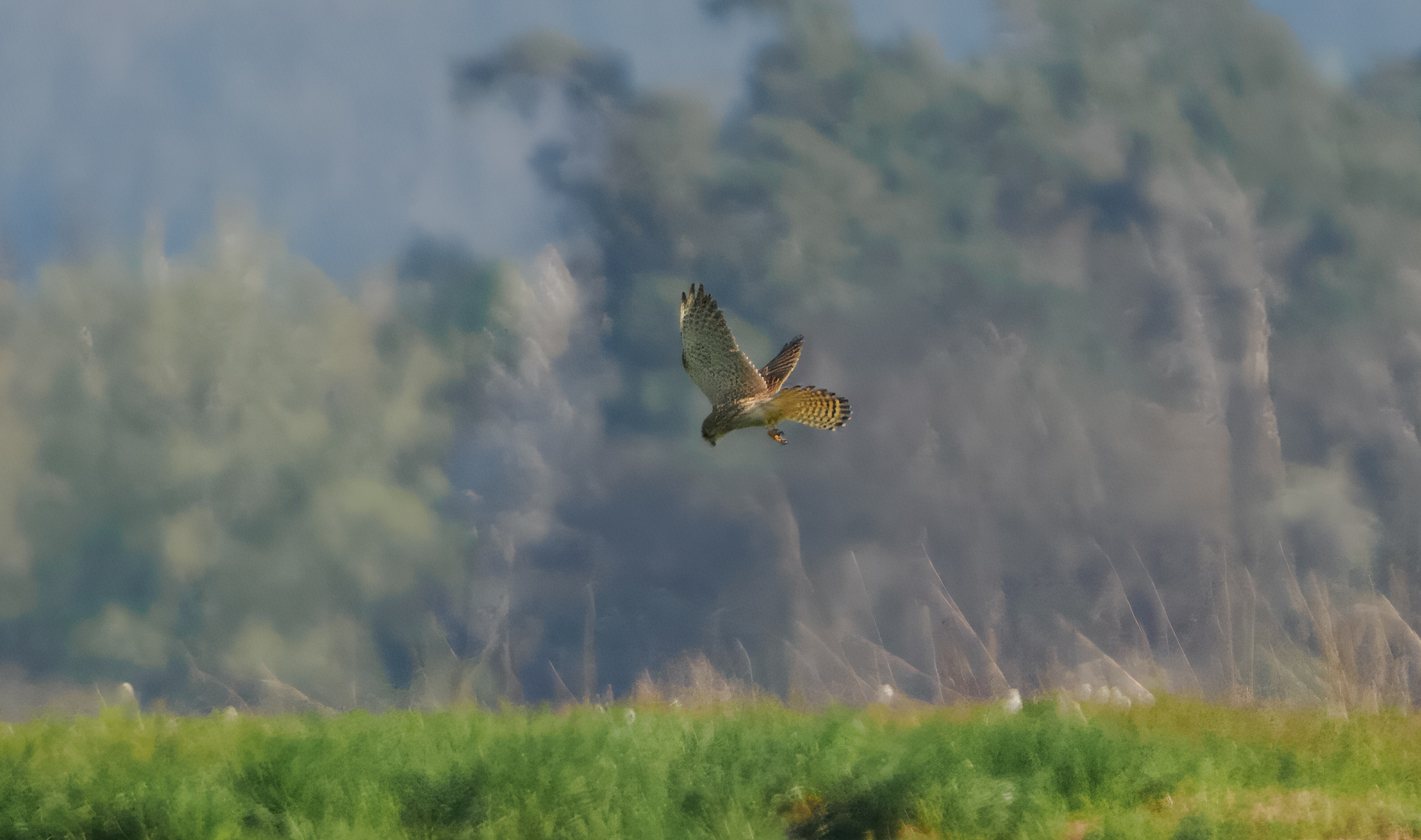 weit weg der Rüttelflug des Turmfalken Foto & Bild | tiere, wildlife ...