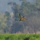 weit weg der Rüttelflug des Turmfalken