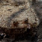 Weitaugenbutt/Wide-Eyed Flounder [Bothus podas]