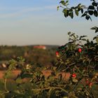 Weitblick auf das Welfenschloss