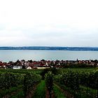 Weitblick auf die Weinberge und den Bodensee