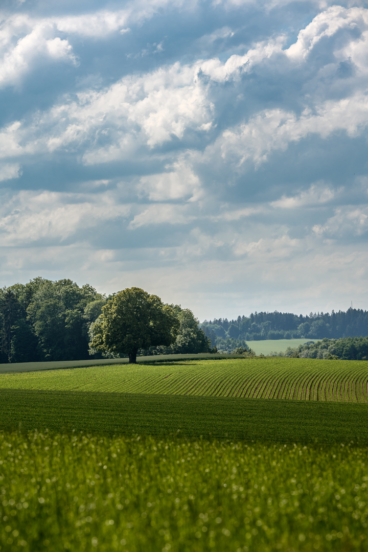 Weitblick