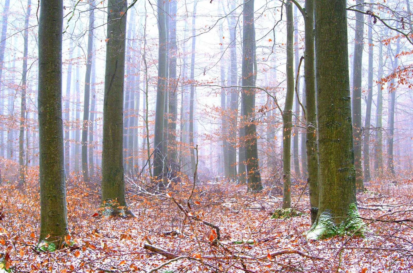 Weitblick im Wald