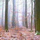 Weitblick im Wald