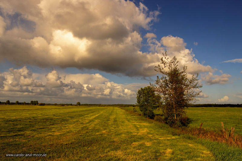 Weitblick ins Moor