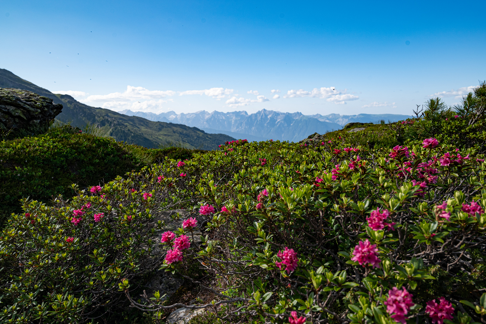 Weitblick mit Alpenrosen