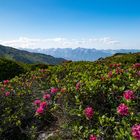 Weitblick mit Alpenrosen